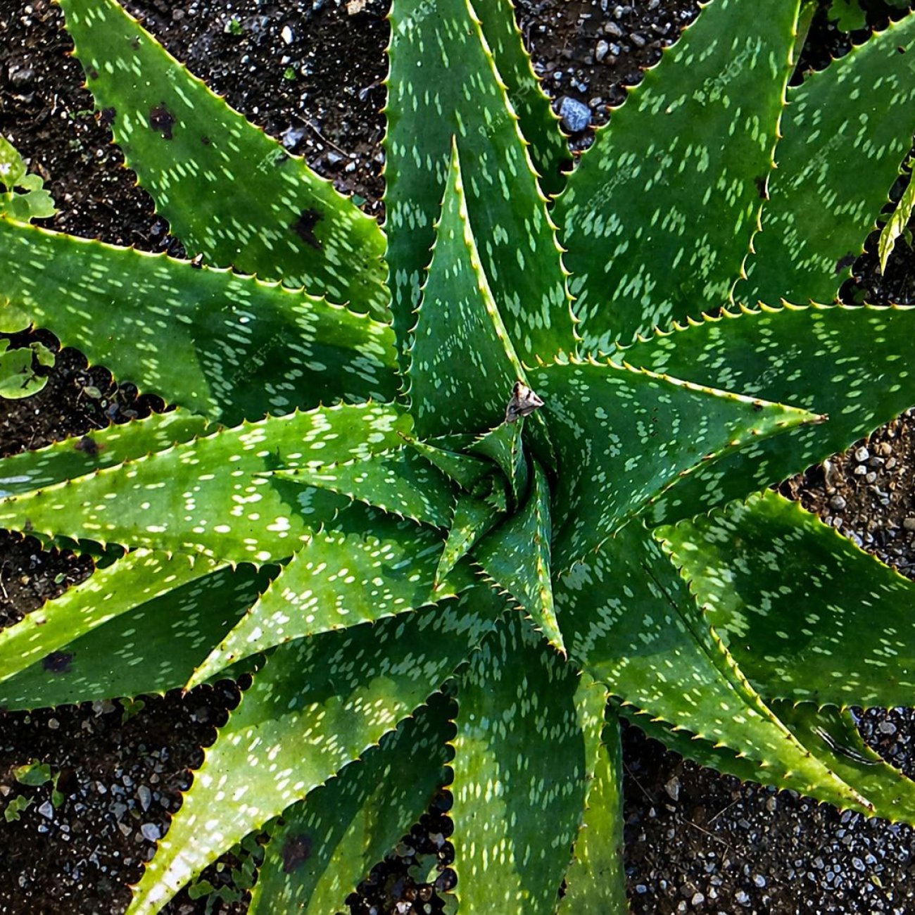 Obrázok Aloe maculata (Aloe saponaria) – výška 50–60 cm, ⌀ 20–30 cm, kont. C6L